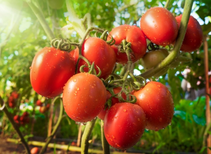 Tomato Companion Plants Companion Plants For Tomatoes: The Best & Worst Plants To Use Image 491