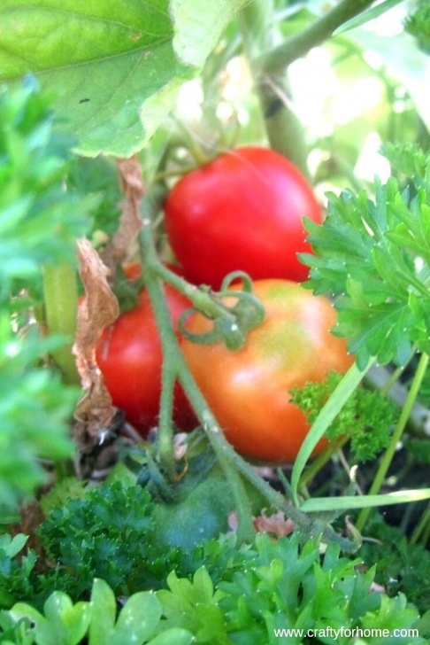 Tomato Companion Plants Companion Plants To Grow With Tomatoes Image 356