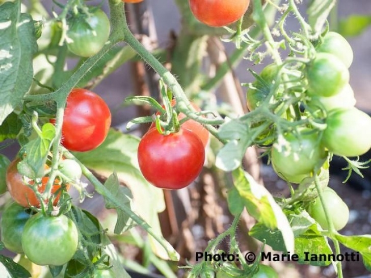 Tomato Companion Plants Discover The Companion Plants That Can Help Your Tomatoes Image 864