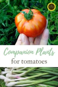 Tomato Companion Plants Tomato Companion Plants To Deter Tomato Pests | Family Picture 309