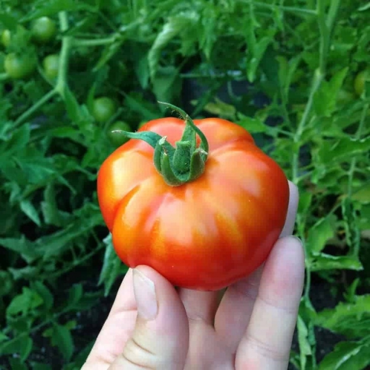 Tomato Companion Plants Tomato Companion Plants To Deter Tomato Pests | Family Picture 903
