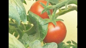 Tomato Plant Care Indoor Grow A Tomato Plant Indoors : Easy How-To Tutorial - Youtube Photo 487