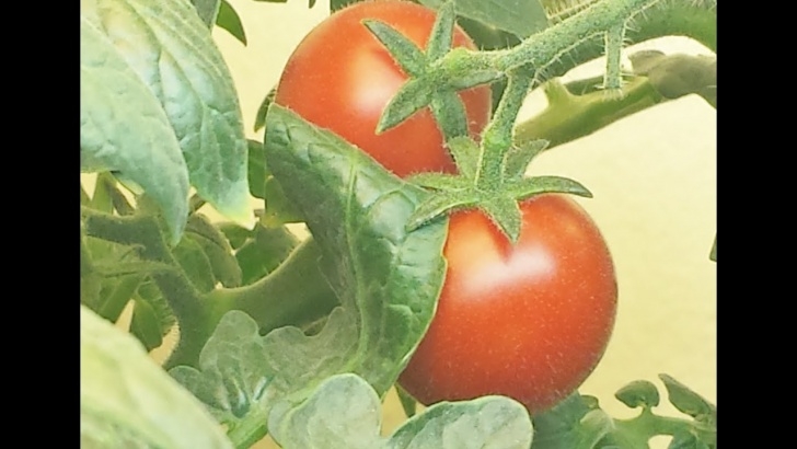 Tomato Plant Care Indoor Grow A Tomato Plant Indoors : Easy How-To Tutorial - Youtube Photo 487