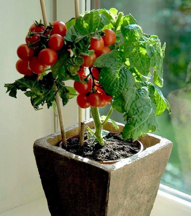 Tomato Plant Care Indoor How To Grow Tomatoes Indoors | Крытое Огородничество Image 860