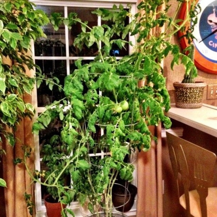 Tomato Plant Care Indoor Indoor Tomato Plant Update | Growing Tomatoes Indoors Photo 072