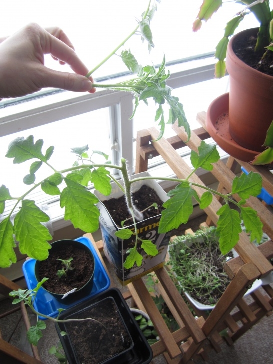 Tomato Plant Care Indoor Pruning Your Indoor Tomato Plants | Hobbyjunkies Picture 637