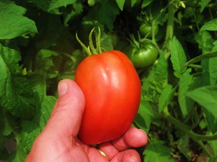Tomato Plant Care Indoor Starting Tomato Seeds Indoors - Kevin Lee Jacobs Picture 784
