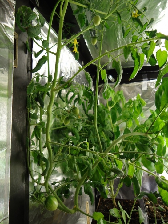 Tomato Plant Care Indoor Thyme To Garden Now: More Jelly Bean Tomatoes In The Image 147