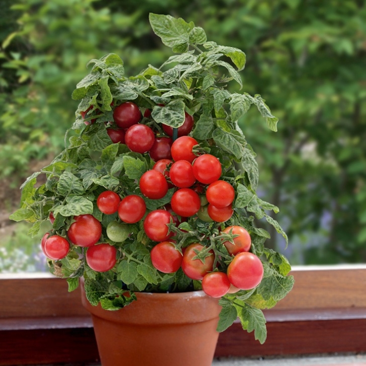 Tomato Plant Care Indoor Tomato Plants - F1 Sweet 'N' Neat Red - Dobies Image 760