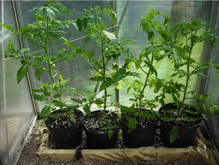 Tomato Plant Care Indoor Vega &amp; Flora - Cultivo Indoor: Cultivo Indoor De Tomates Photo 894