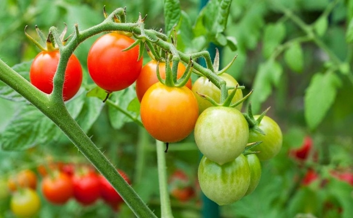 Tomato Plant Flowers A Blog Of Scenic Nature - Beautiful Creations Of God : The Picture 829
