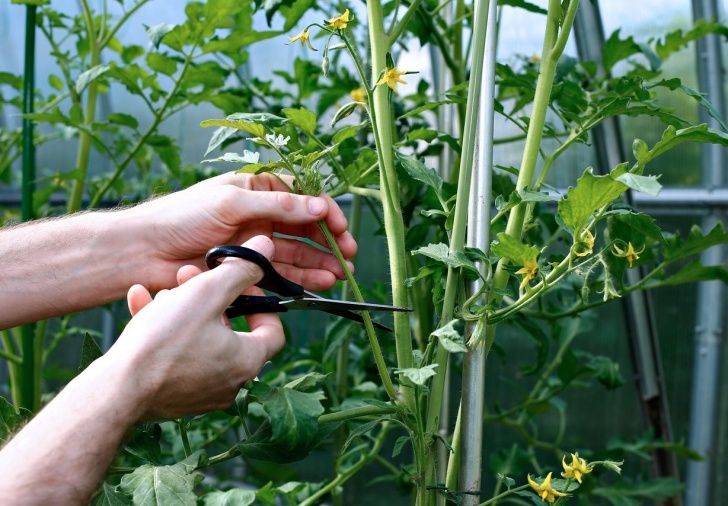Tomato Plant Flowers Cutting Leaves On Tomatoes: Learn About Cutting Back Image 434