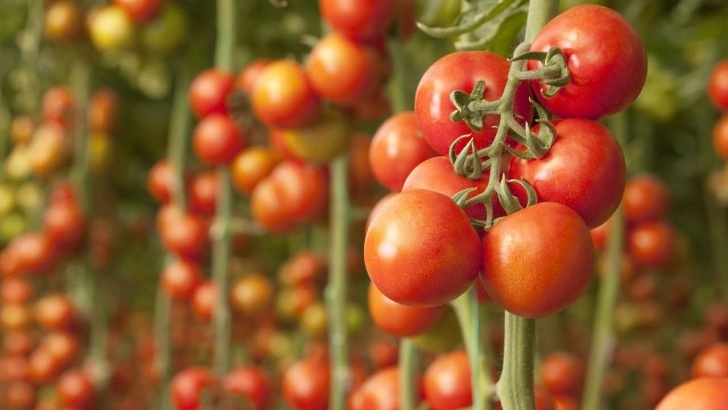 Tomato Plant Flowers How To Pick The Best Tomato Plants | Southern Living - Youtube Image 766