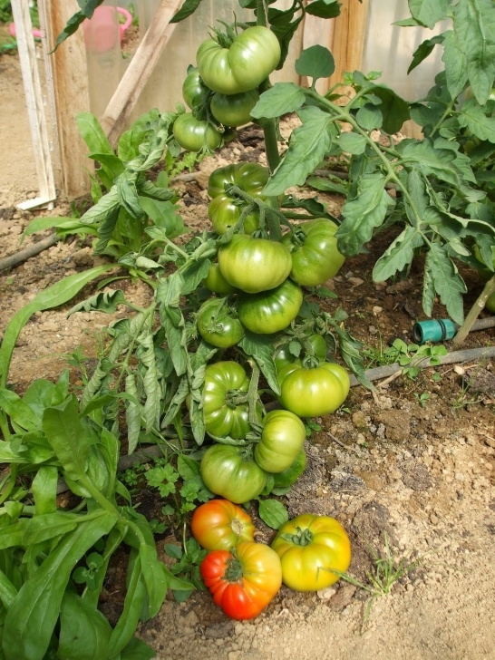 Tomato Plant Flowers Mr Tomato King: First Tomatoes For 2011 Image 493