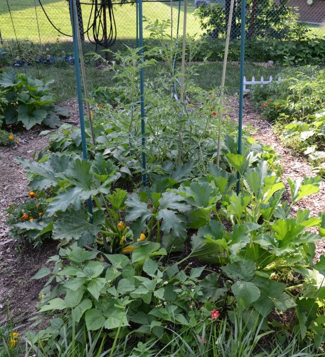 Tomato Plant Flowers Tieing Tomato Plants | Naturesurrounds Photo 545