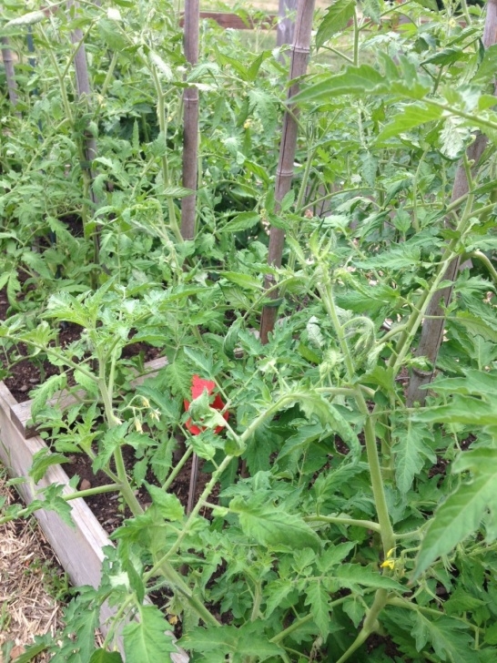 Tomato Plant Flowers Tomato, Squash, Cuke And Other Vegetable Garden Updates Image 283