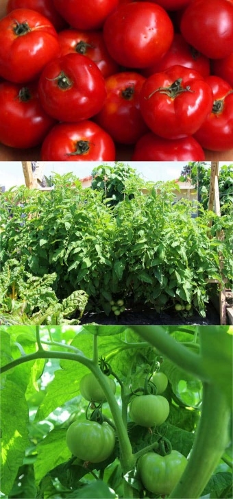 Tomato Plants Not Growing 5 Secrets To Grow Tomatoes: 100 Lbs In 20 Square Feet - A Photo 943