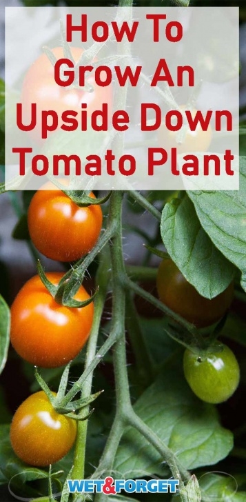 Tomato Plants Not Growing Ask Wet &amp; Forget Successfully Grow Upside Down Tomatoes In Photo 306