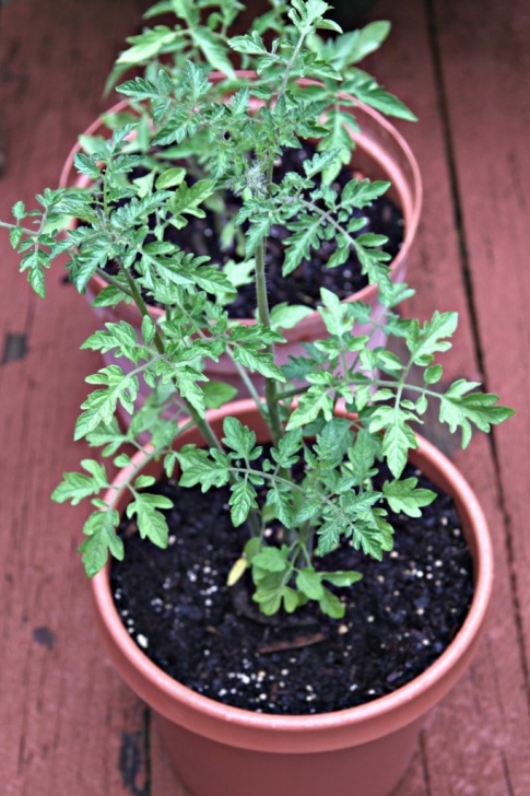 Tomato Plants Not Growing Get Your Garden Growing - Bell' Alimento Photo 581