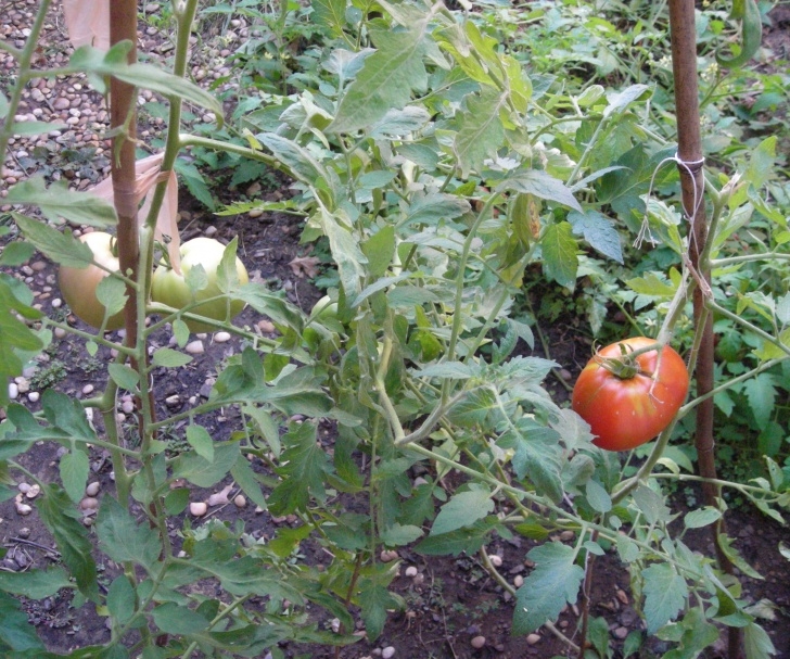 Tomato Plants Not Growing Grow Tomatoes From Seed Photo 870