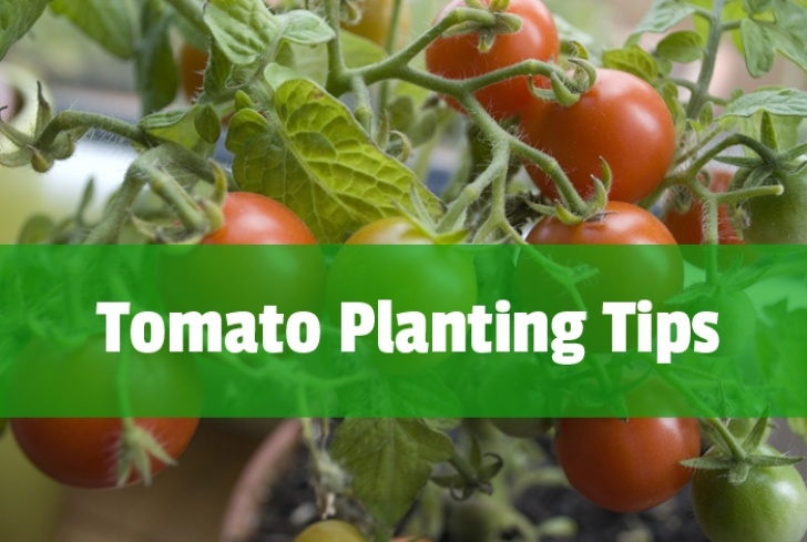 Tomato Plants Not Growing Growing Tomatoes | Espoma Photo 464