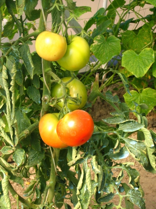 Tomato Plants Not Growing How To Grow Heirloom Tomatoes - 40 Experts Share Their Top Image 356