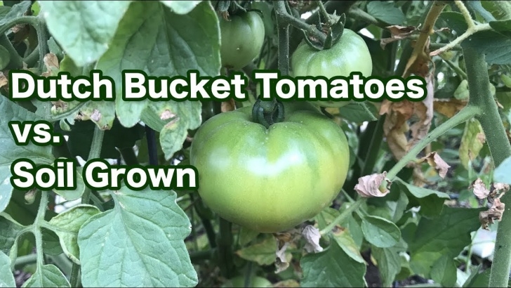 Tomato Plants Not Growing Hydroponic Tomatoes Vs. Soil Grown Tomatoes And A Garden Picture 446