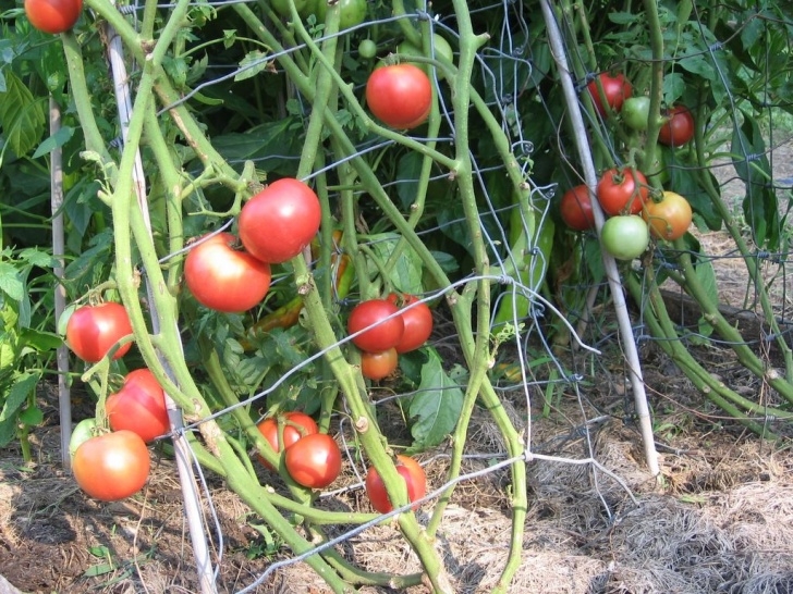 Tomato Plants Not Growing In My Kitchen Garden: Garden Journal 7/31/06: Growing Image 260
