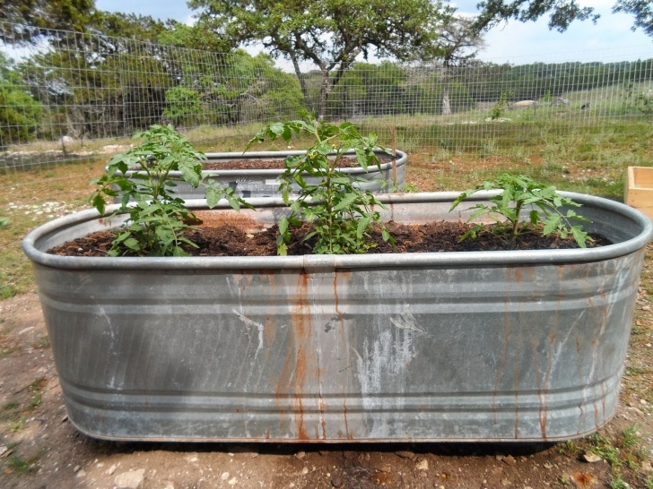 Tomatoes In Raised Beds Earthworms And Marmalade: Raised Beds From Bare Bones And Image 044