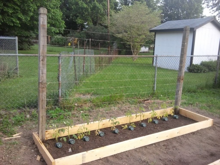 Tomatoes In Raised Beds Heirloom Tomato Trellis In A 3X30 Raised Bed | Building A Picture 994