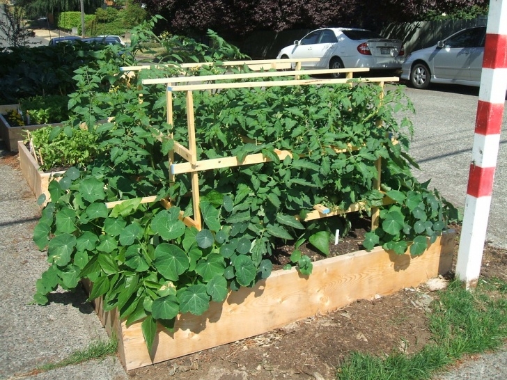 Tomatoes In Raised Beds Parking Strip Raised Bed Update | Greenwalks Photo 234