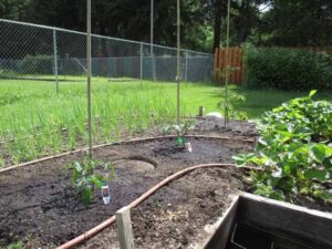 Tomatoes In Raised Beds Planting Indeterminate Tomatoes Vertically In A Raised Bed Image 501