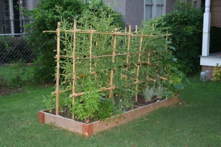 Tomatoes In Raised Beds Tomato Lattice - Google Search | Bamboo Trellis, Raised Photo 252