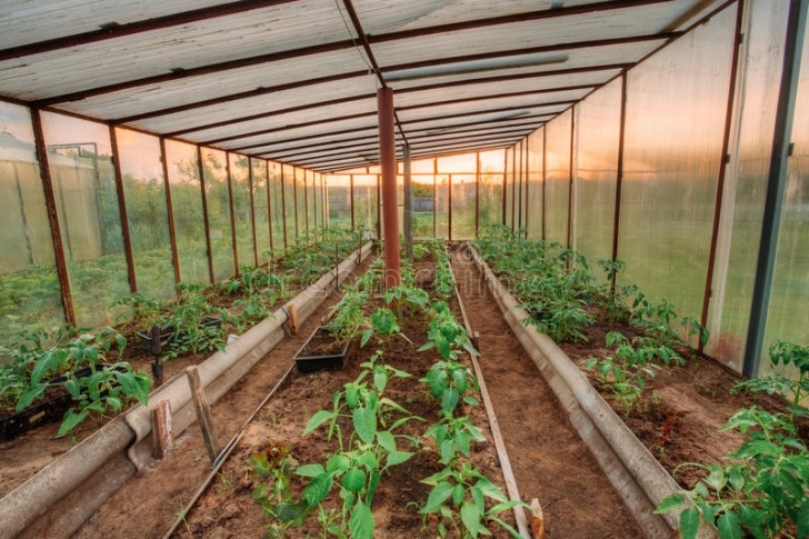 Tomatoes In Raised Beds Tomatoes Vegetables Growing In Raised Beds In Vegetable Picture 545