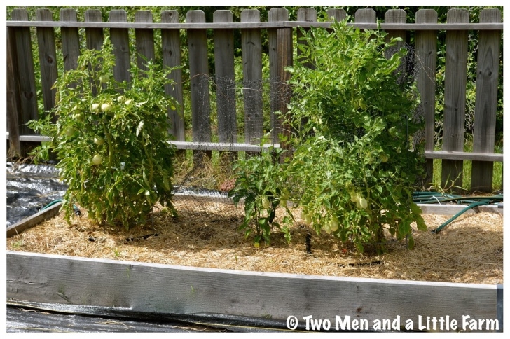Tomatoes In Raised Beds Two Men And A Little Farm: Garden Update Image 472