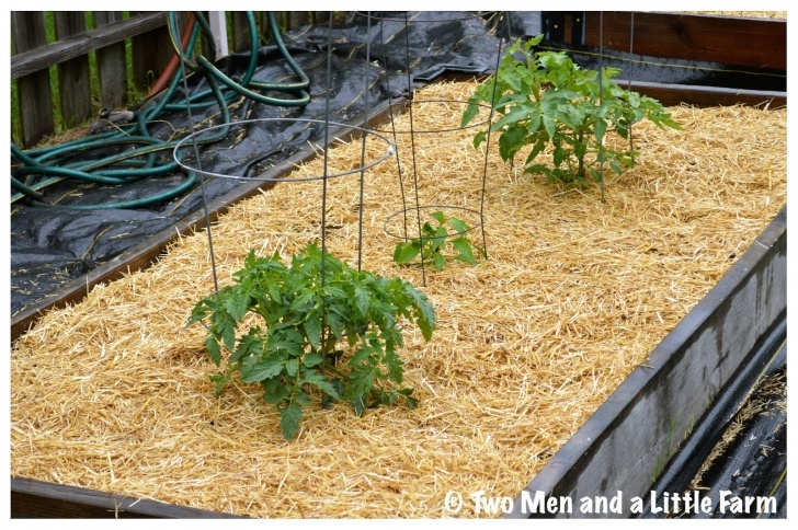 Tomatoes In Raised Beds Two Men And A Little Farm: Straw Mulch For Raised Beds Photo 864