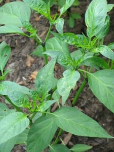 Topping Pepper Plants Does Pruning Bell Peppers Help: How To Prune Pepper Plants Image 357