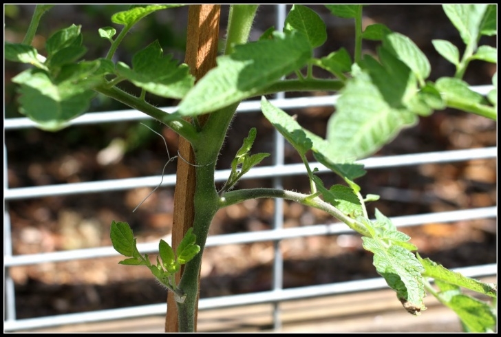 Topping Tomato Plants Desperate Gardener: Tomato Tuesday: Pruning Tomato Plants Image 128