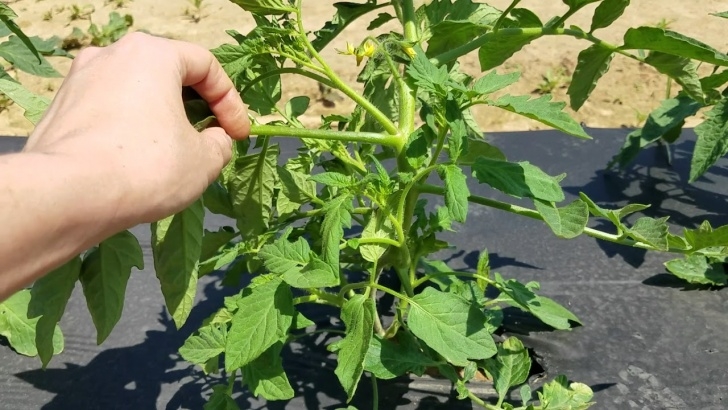 Topping Tomato Plants How To Prune Bush Type Or Determinate Tomato Plants - Youtube Photo 579