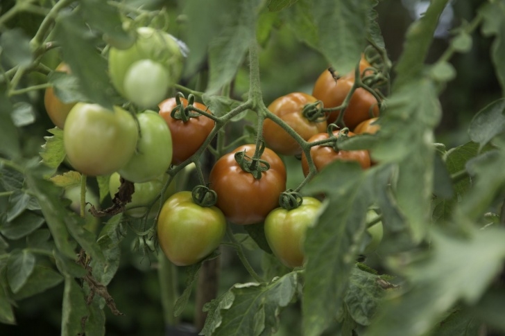 Topping Tomato Plants Pruning Tomato Plants In Pots Photo 014
