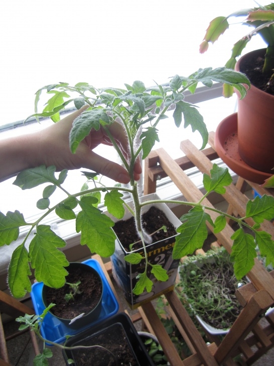 Topping Tomato Plants Pruning Your Indoor Tomato Plants | Hobbyjunkies Picture 944