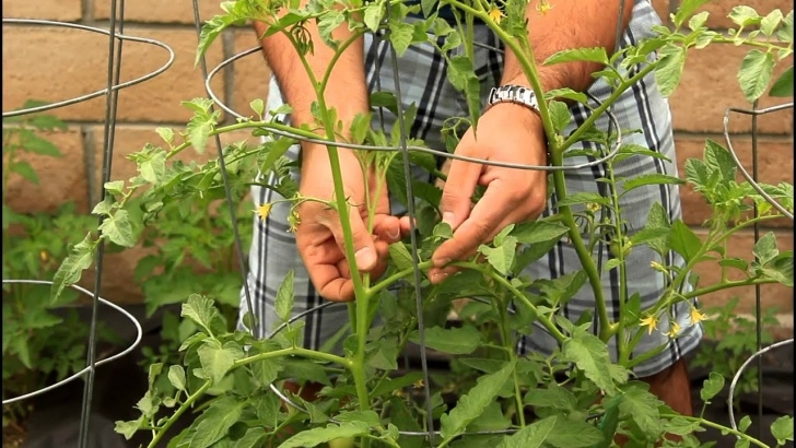 Topping Tomato Plants Pruning Your Tomato Plants To Get Big Tomatoes With Picture 930