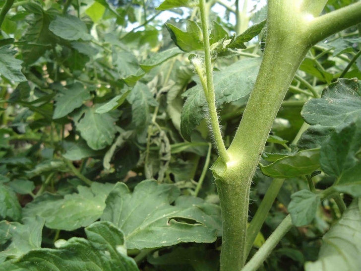 Topping Tomato Plants Small Purse, Big Garden: How To Prune A Tomato Plant Image 527