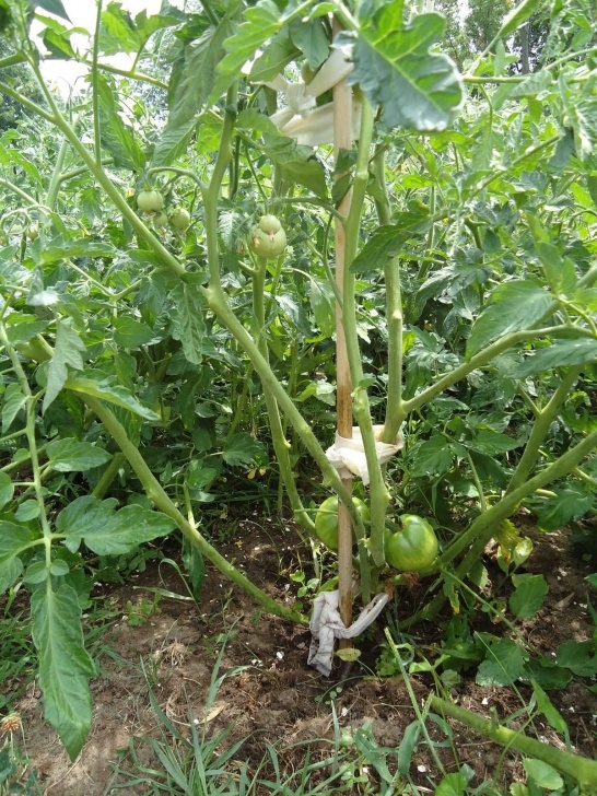 Topping Tomato Plants Small Purse, Big Garden: How To Prune A Tomato Plant Image 824