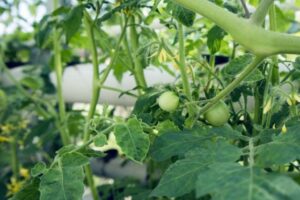 Topping Tomato Plants Soilless Tomato Gardening (Hydroponic Tomatoes Image 680