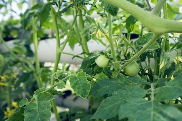 Topping Tomato Plants Soilless Tomato Gardening (Hydroponic Tomatoes Image 680