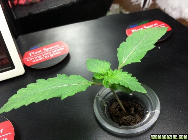 Transfer Aerogarden To Soil Aerogarden "An Incomplete Guide To Growing" Image 010