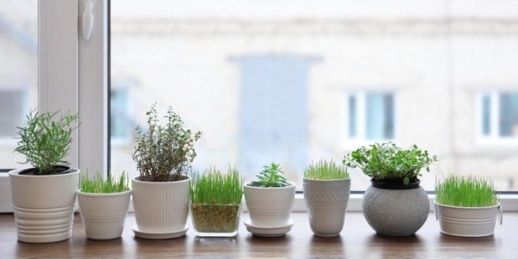 Transfer Aerogarden To Soil How To Create An Urban Garden That Fits In Your Space Image 847