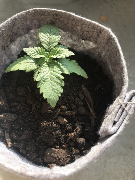 Transfer Aerogarden To Soil Humboldt Seeds Amherst Sour Diesel Grow Journal Week3 By Photo 361