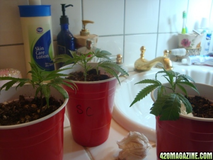 Transfer Aerogarden To Soil Stinks Strawberry Cough - Fox Farm Soil | 420 Magazine Image 218